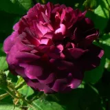 Lila - történelmi - gallica rózsa - Online rózsa vásárlás - Rosa Ombrée Parfaite - diszkrét illatú rózsa - gyümölcsös aromájú