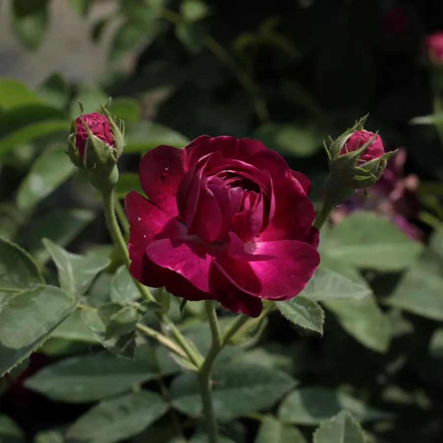 Róża z dyskretnym zapachem - Róża - Ombrée Parfaite - Szkółka Róż Rozaria