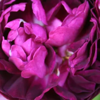 Rosen Gärtnerei - gallica rosen - violett - Rosa Ombrée Parfaite - diskret duftend - Jean-Pierre Vibert - Eine Sorte mit purpur-lila Blüten. Ihr Duft erinnert an altertümliche Rosen.