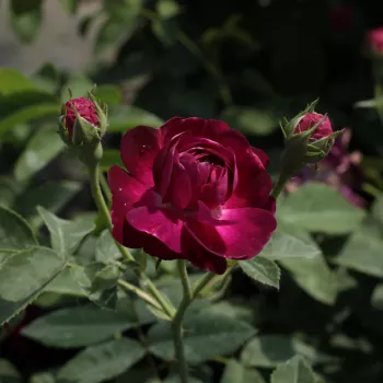 Rosa Ombrée Parfaite - morado - árbol de rosas híbrido de té – rosal de pie alto