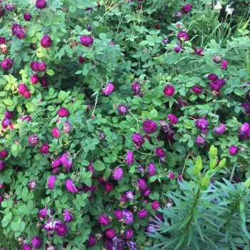 Fialová - stromkové růže - Stromkové růže s květmi čajohybridů