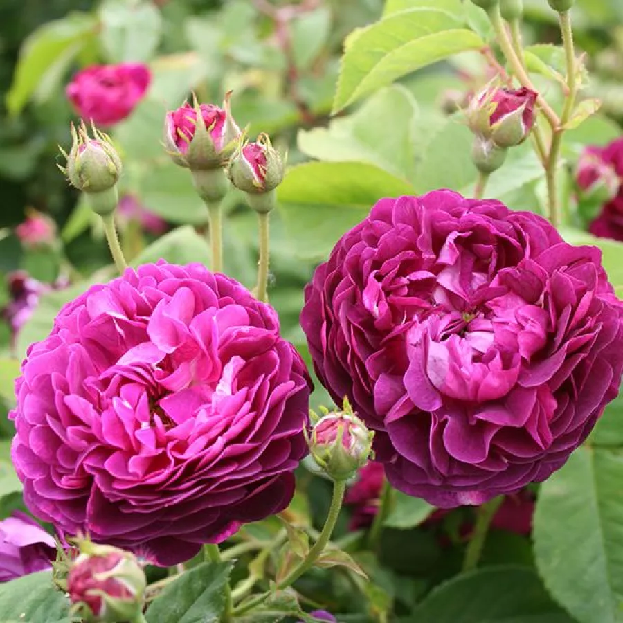 Trandafiri Gallica - Trandafiri - Ombrée Parfaite - răsaduri și butași de trandafiri 