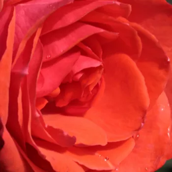 Rózsa kertészet - narancssárga - teahibrid rózsa - Ondella™ - közepesen illatos rózsa - gyümölcsös aromájú - (50-150 cm)