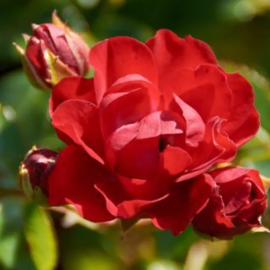Arancia - Rosa - Ondella™ - Produzione e vendita on line di rose da giardino