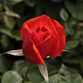Rosa Ondella™ - naranča - Ruža čajevke