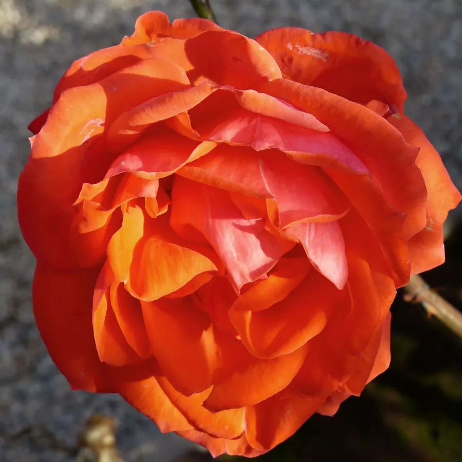 Oranžový - Ruža - Ondella™ - 