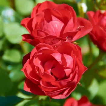 Sötét narancssárga - teahibrid rózsa - közepesen illatos rózsa - gyümölcsös aromájú