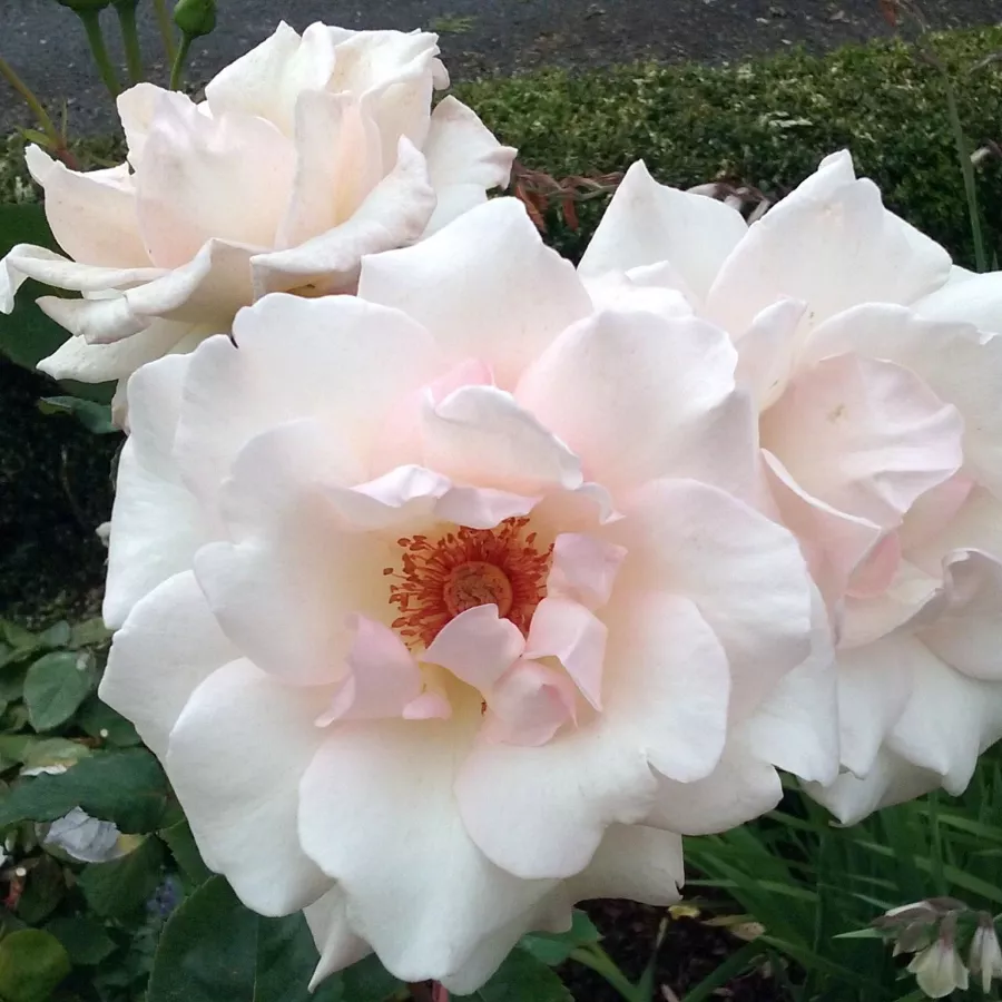 Różowy - Róża - Ophelia™ - Szkółka Róż Rozaria