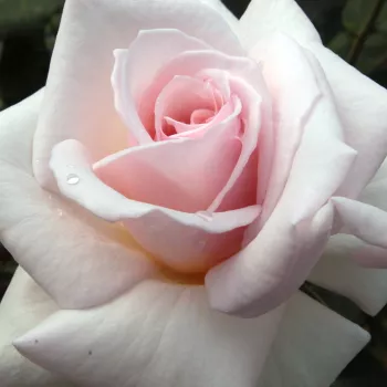 Ruže - eshop  - čajohybrid - ružová - intenzívna vôňa ruží - citrónová príchuť - Ophelia™ - (60-130 cm)