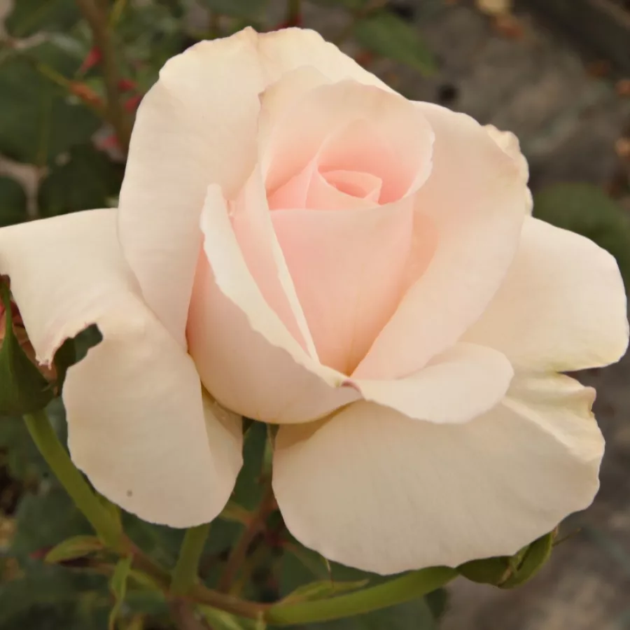 Růžová - Růže - Ophelia™ - 