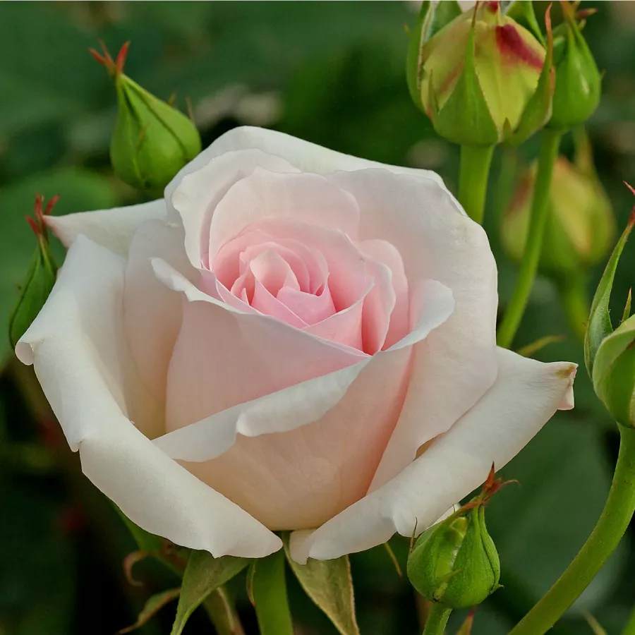 Trandafiri pomisor - Trandafir copac cu trunchi înalt – cu flori teahibrid - Trandafiri - Ophelia™ - 
