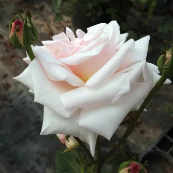 Bladoróżowy - róża pienna - Róże pienne - z kwiatami hybrydowo herbacianymi