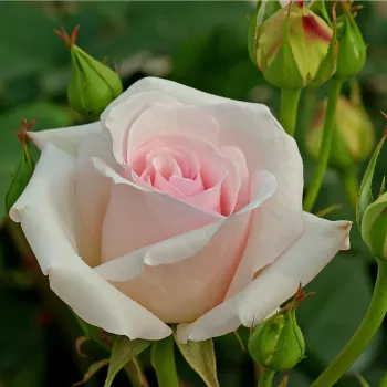 Poзa Аусджоли - розовая - Английская роза