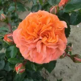 Narancssárga - virágágyi floribunda rózsa - Online rózsa vásárlás - Rosa Orangerie ® - nem illatos rózsa