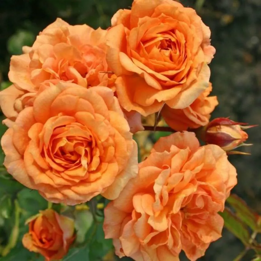 Narancssárga - Rózsa - Orangerie ® - Online rózsa rendelés