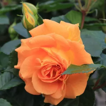 Rosa Orangerie ® - oranžový - záhonová ruža - floribunda