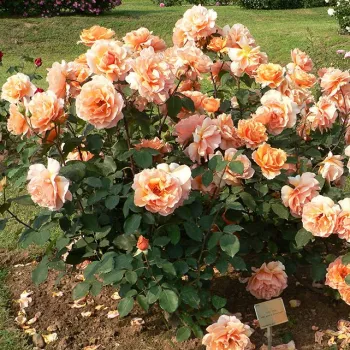 Naranča - Floribunda ruže   (75-90 cm)