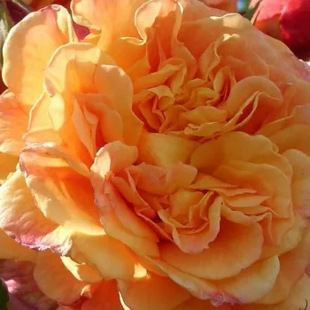 Online rózsa rendelés  - virágágyi floribunda rózsa - narancssárga - nem illatos rózsa - Orangerie ® - (75-90 cm)