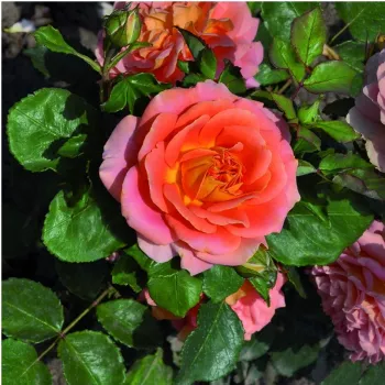 Narancssárga - teahibrid rózsa - diszkrét illatú rózsa - barack aromájú