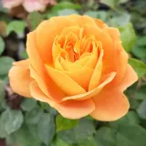 Vrtnica čajevka - oranžna - Diskreten vonj vrtnice - Rosa Orange™ - Na spletni nakup vrtnice