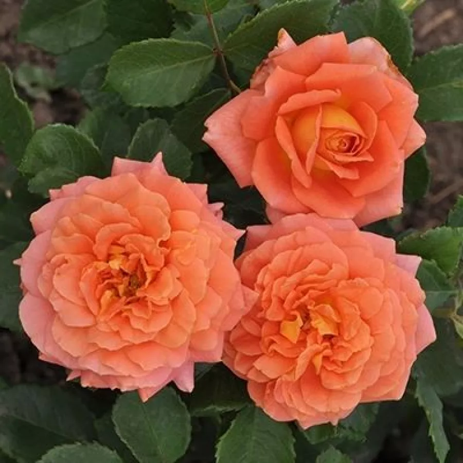 PhenoGeno Roses - Rosa - Orange™ - rosal de pie alto