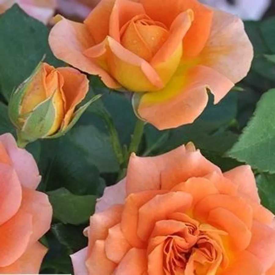 Trandafiri pomisor - Trandafir copac cu trunchi înalt – cu flori teahibrid - Trandafiri - Orange™ - 