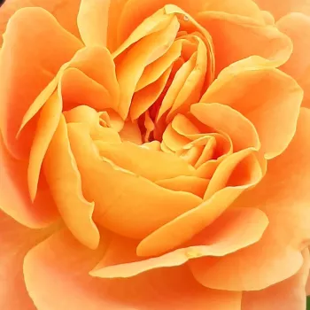 Ružová - školka - eshop  - stromčekové ruže - Stromkové ruže s kvetmi čajohybridov - oranžový - Orange™ - mierna vôňa ruží - broskyňová aróma