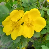 Sárga - vadrózsa - Online rózsa vásárlás - Rosa Foetida - intenzív illatú rózsa - barack aromájú
