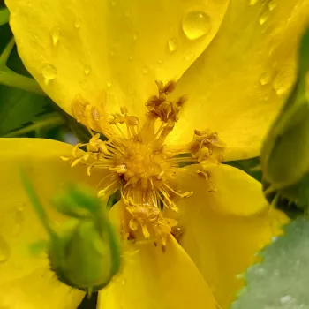 Online rózsa vásárlás - sárga - vadrózsa - Foetida - intenzív illatú rózsa - barack aromájú - (150-300 cm)