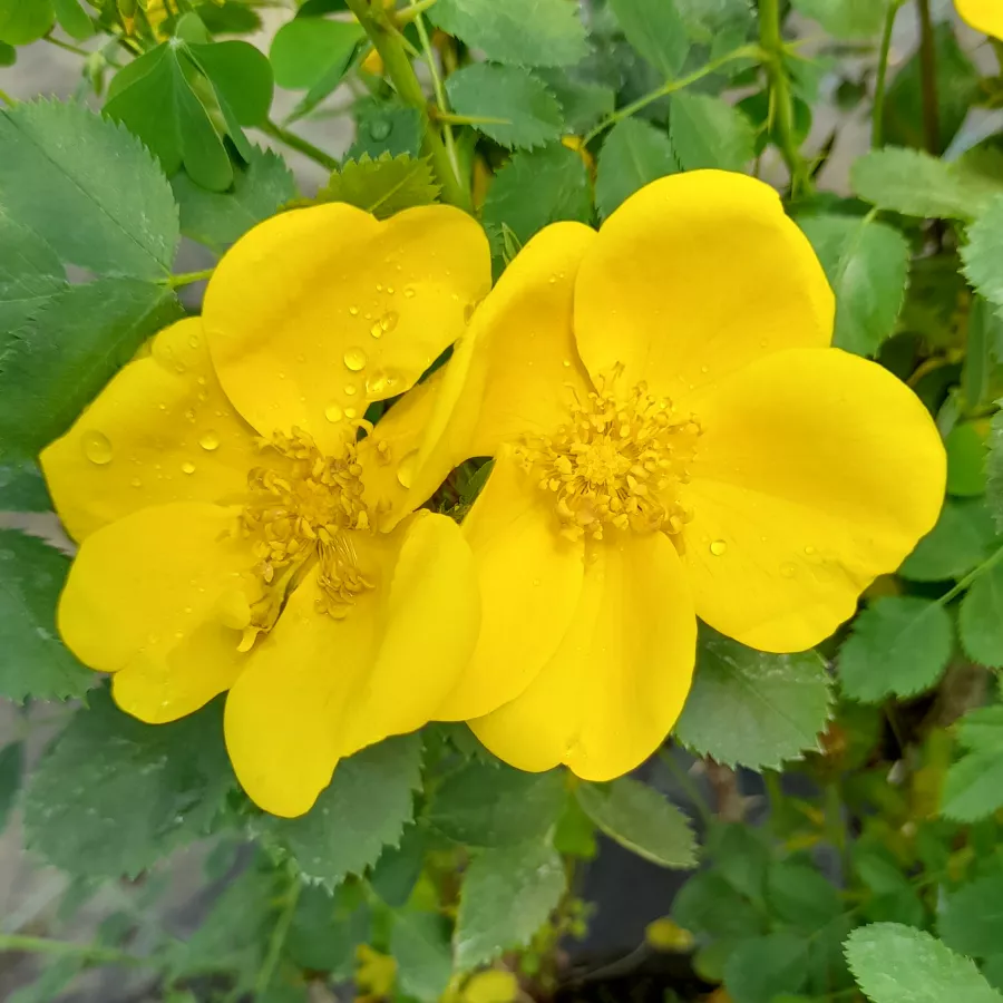 Rose Selvatiche - Rosa - Foetida - Produzione e vendita on line di rose da giardino