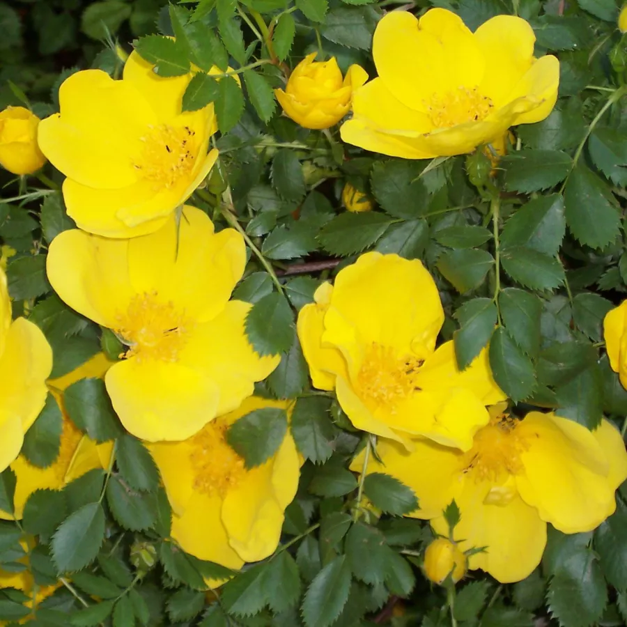 żółty - Róża - Foetida - Szkółka Róż Rozaria