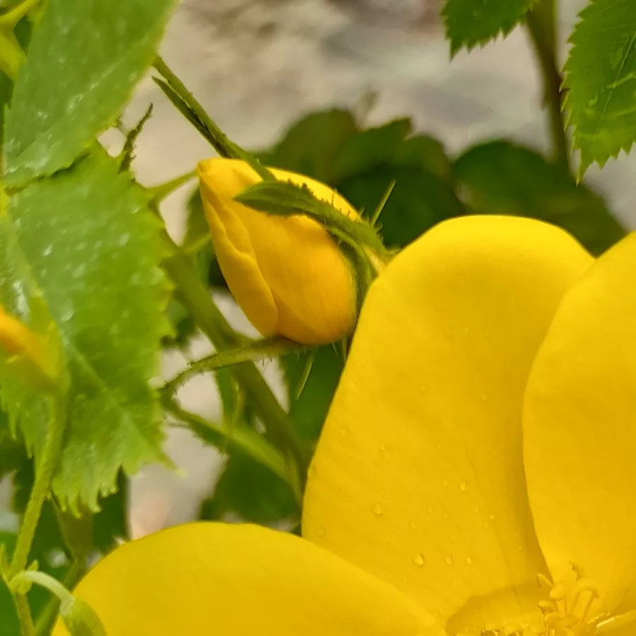 Szimpla virágú - magastörzsű rózsafa - Rózsa - Foetida - Kertészeti webáruház