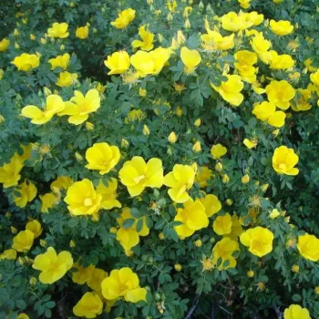 Žltá - divé ruže   (150-300 cm)
