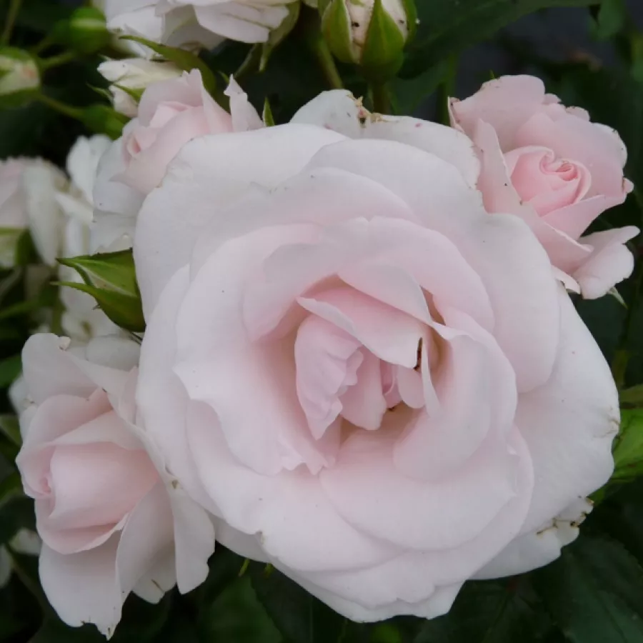 Blanco - Rosa - Taniripsa - comprar rosales online