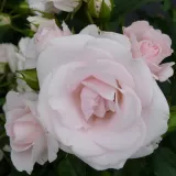 Fehér - Rosa Taniripsa - virágágyi floribunda rózsa - online rózsa vásárlás - nem illatos rózsa