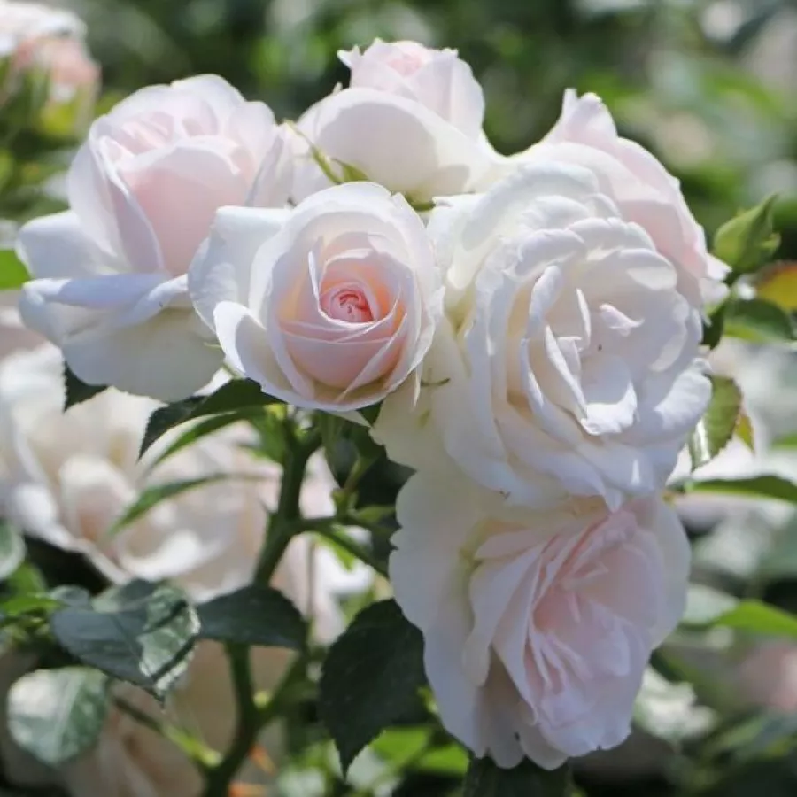 Vrtnica floribunda za cvetlično gredo - Roza - Taniripsa - vrtnice online