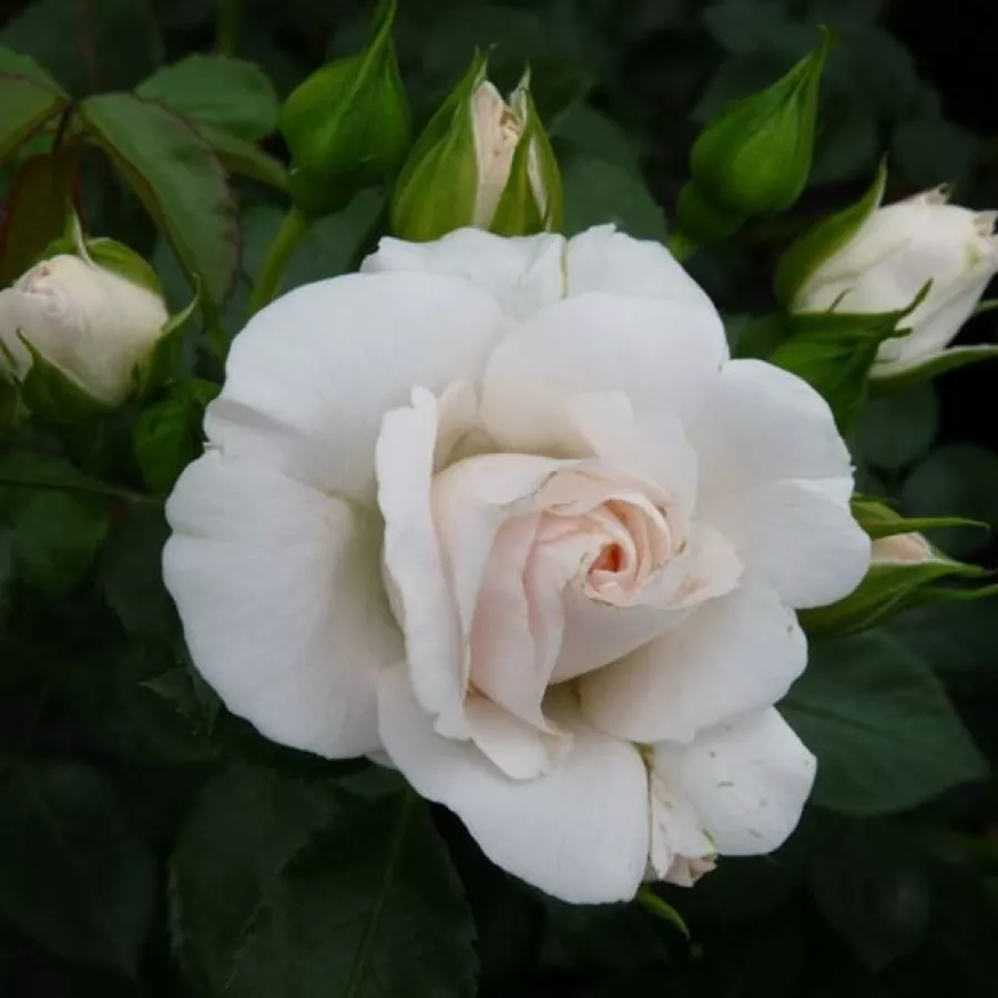 šaličast - Ruža - Taniripsa - sadnice ruža - proizvodnja i prodaja sadnica