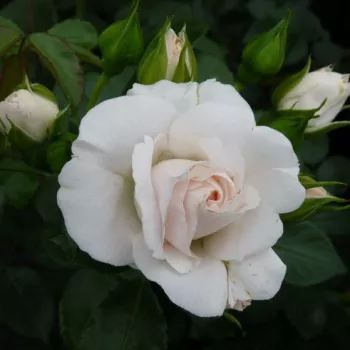 Rosa Taniripsa - bela - vrtnica floribunda za cvetlično gredo