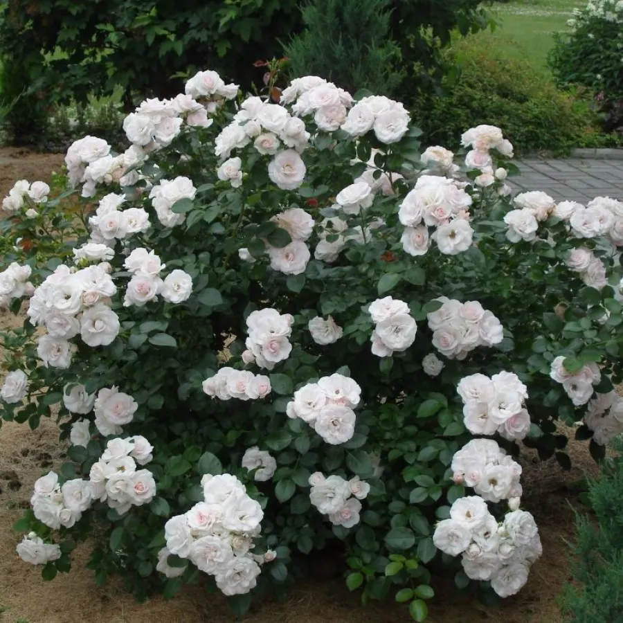 Telt virágú - Rózsa - Taniripsa - online rózsa vásárlás