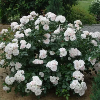 Weiß - rosa farbton - beetrose floribundarose   (50-80 cm)