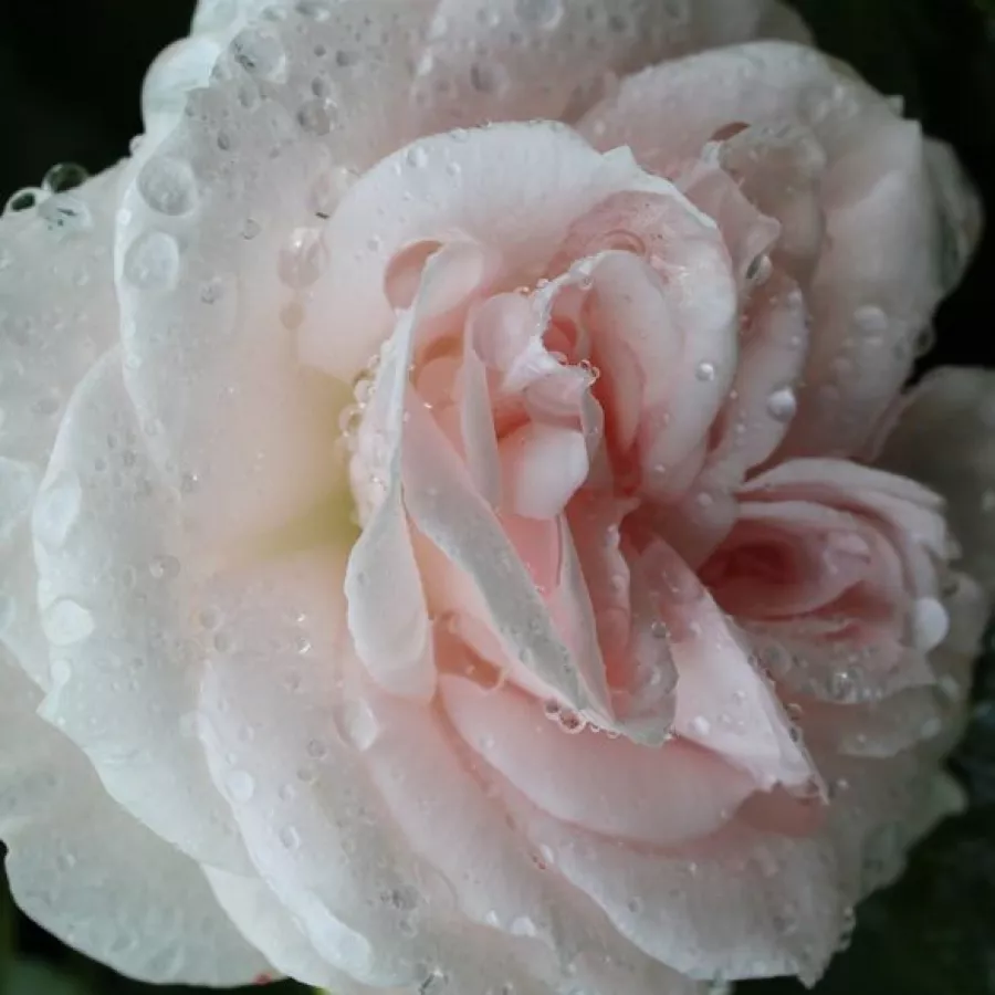 Csésze - Rózsa - Taniripsa - online rózsa vásárlás