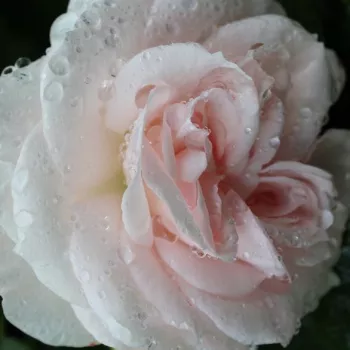 Rózsák webáruháza. - fehér - Taniripsa - virágágyi floribunda rózsa - nem illatos rózsa - (50-80 cm)
