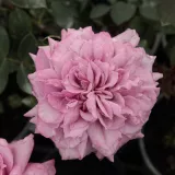 Rose Ibridi di Tea - rosa - viola - rosa del profumo discreto - Rosa Orchid Masterpiece™ - Produzione e vendita on line di rose da giardino