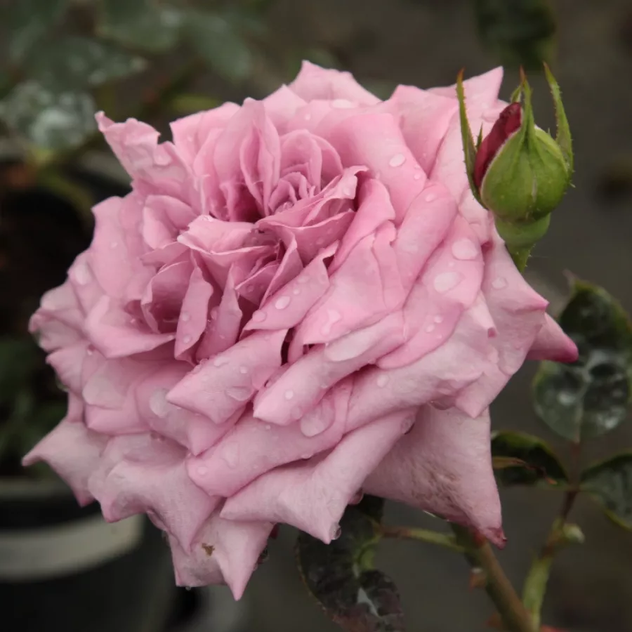Rózsaszín - lila - Rózsa - Orchid Masterpiece™ - Online rózsa rendelés