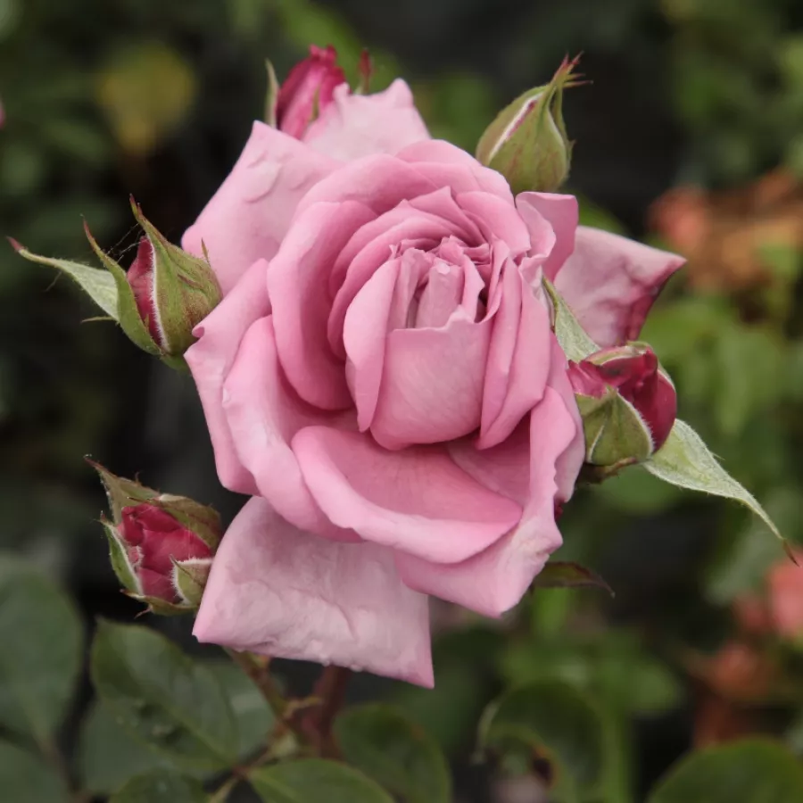 Rosa del profumo discreto - Rosa - Orchid Masterpiece™ - Produzione e vendita on line di rose da giardino
