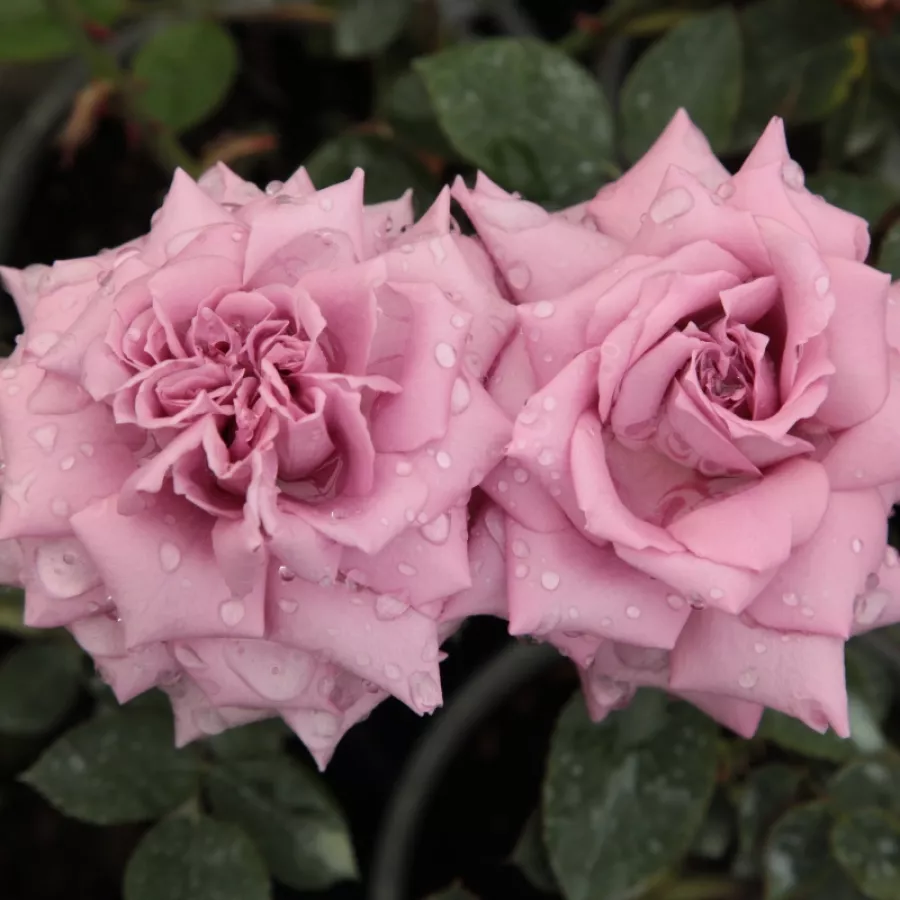 - - Róża - Orchid Masterpiece™ - Szkółka Róż Rozaria
