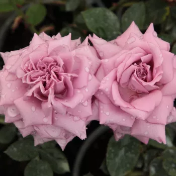 Jasna malwa z bordowymi brzegami - róża wielkokwiatowa - Hybrid Tea   (50-150 cm)