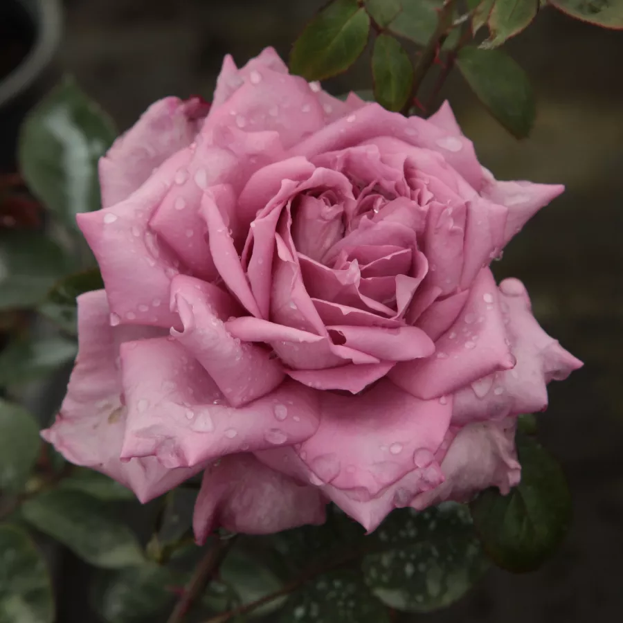Ružová - fialová - Ruža - Orchid Masterpiece™ - 