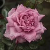 Roza - vijolična - drevesne vrtnice - Rosa Orchid Masterpiece™ - Diskreten vonj vrtnice