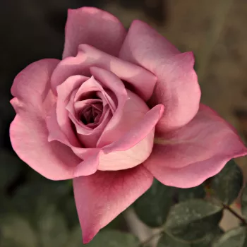 Rosa Orchid Masterpiece™ - ružová - fialová - stromčekové ruže - Stromkové ruže s kvetmi čajohybridov